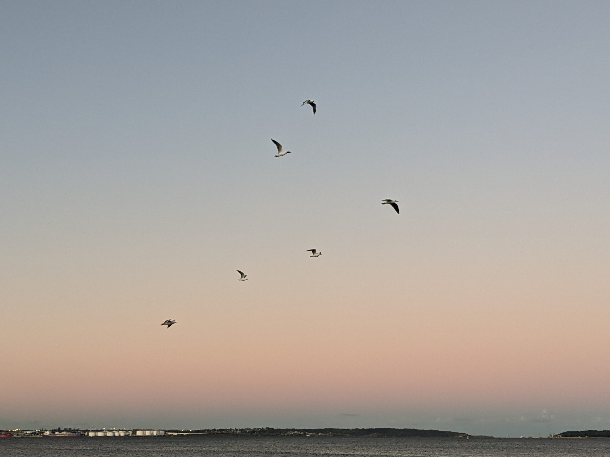 seagulls flying across a sunset bay