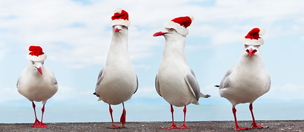 seagulls with santa hats