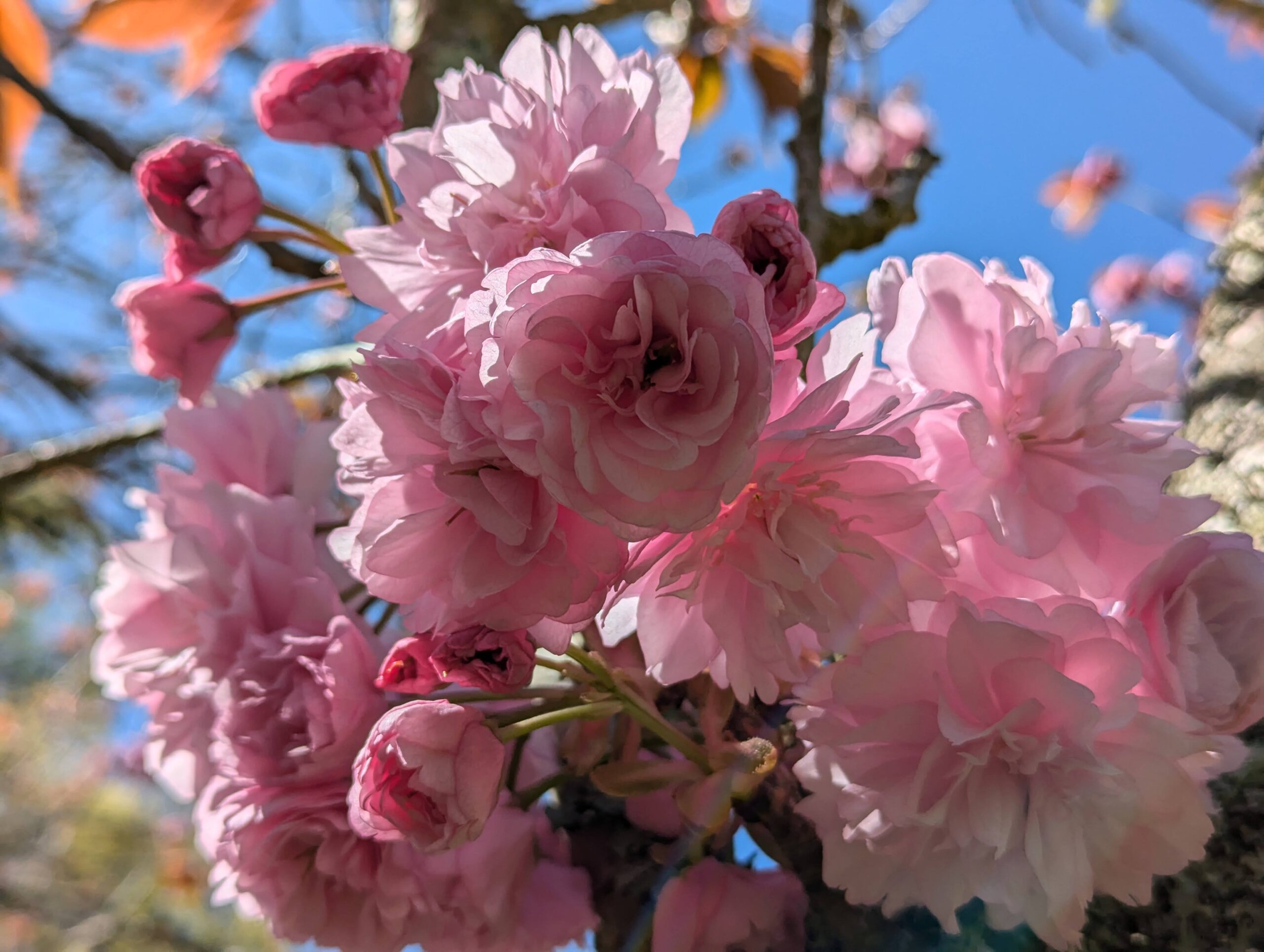 cheery cherry blossoms