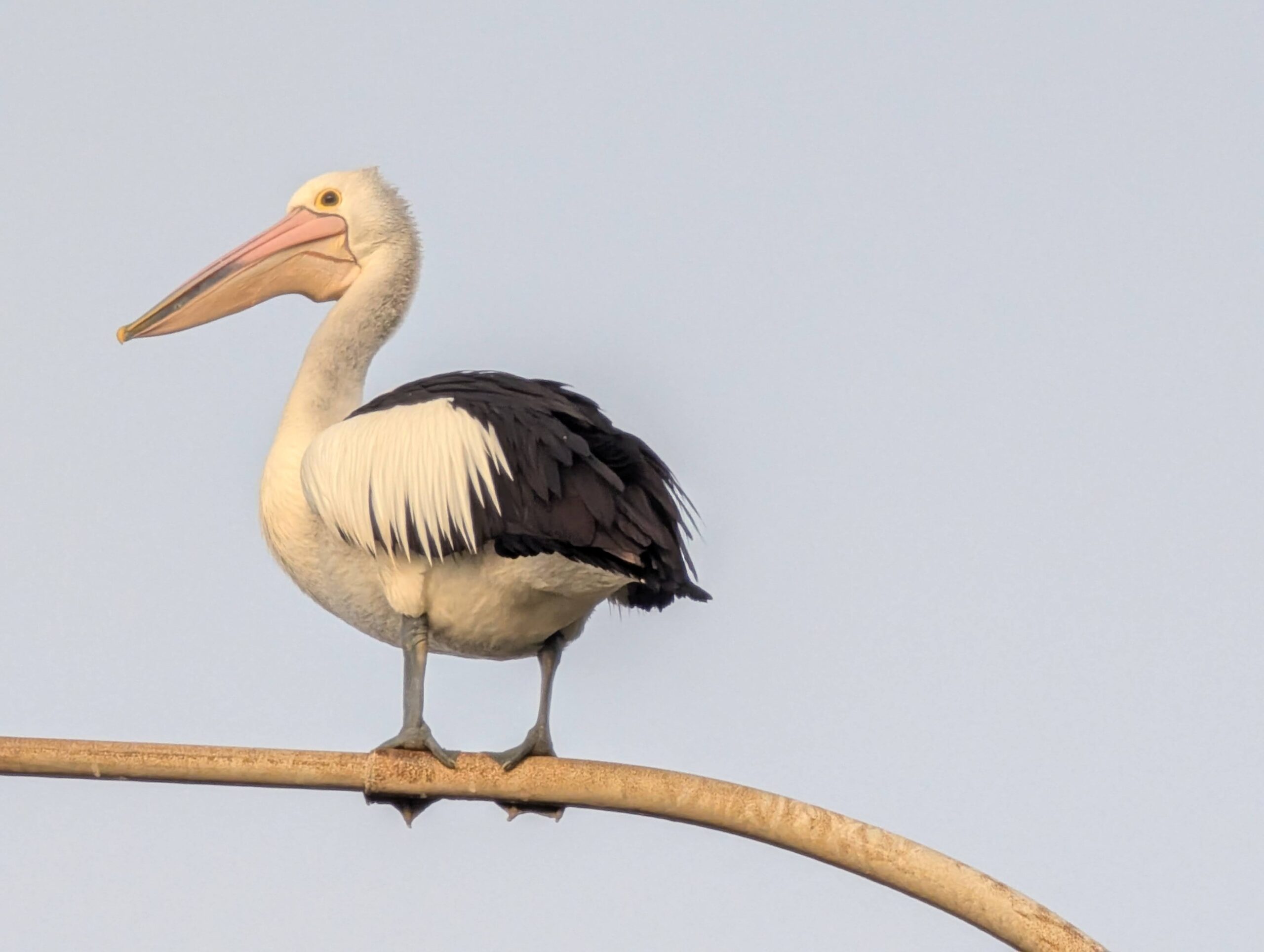 Pelican on a public street light looking at me