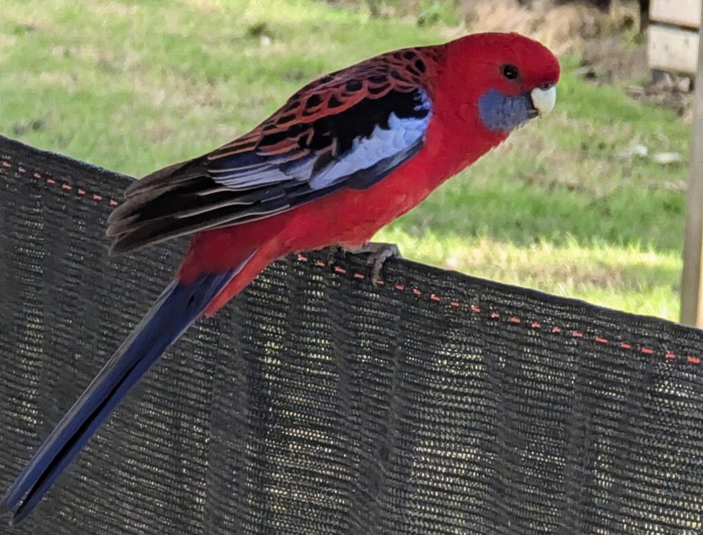 Crimson Rosella looking cute 