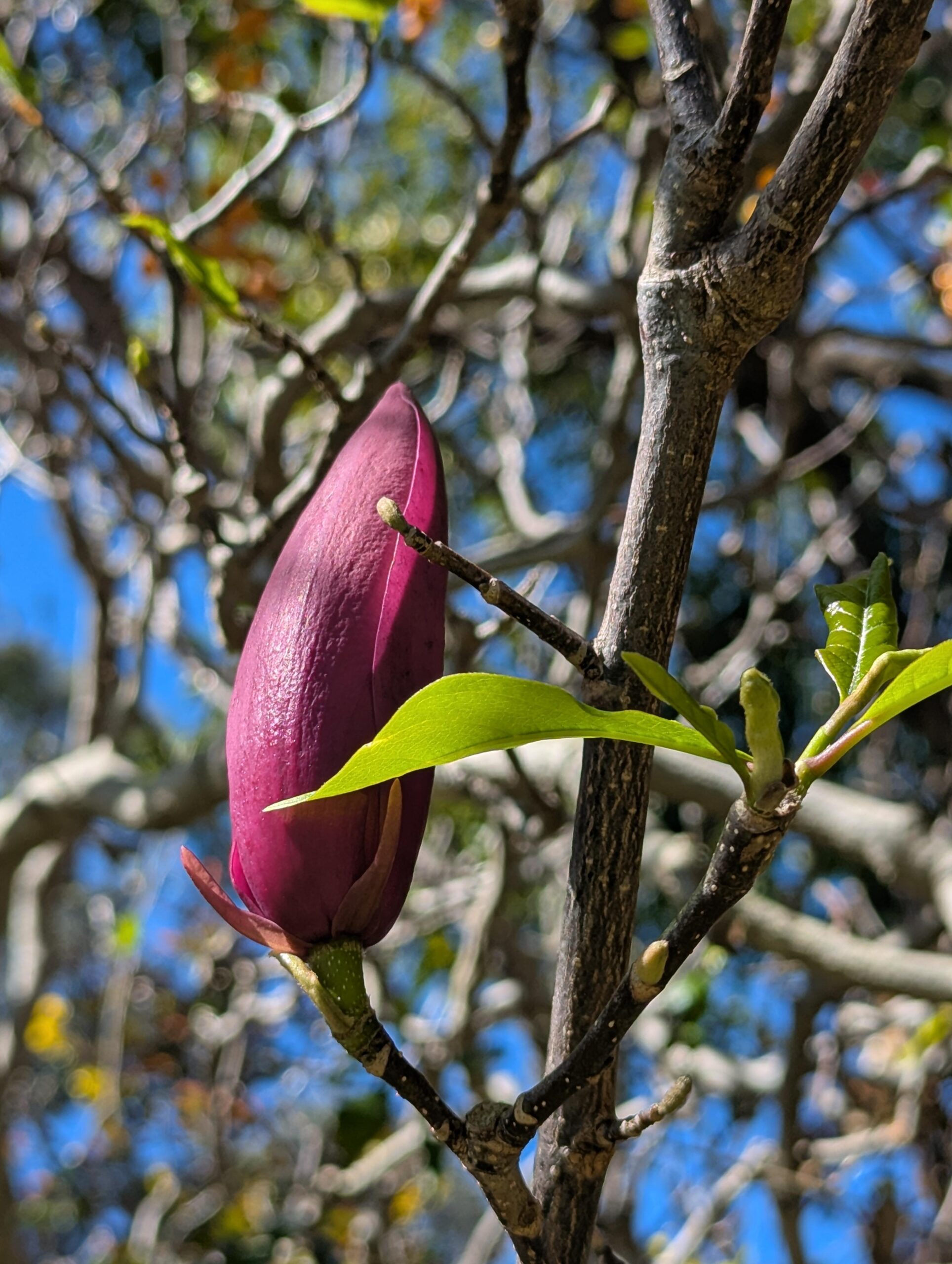 Purple magnolia bud about to bloom Purple magnolia bud about to bloom