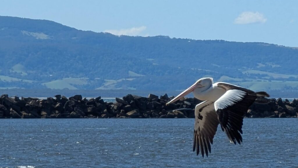 Airborne pelican flying across a river delta before a mountain range backdrop Airborne pelican flying across a river delta before a mountain range backdrop
