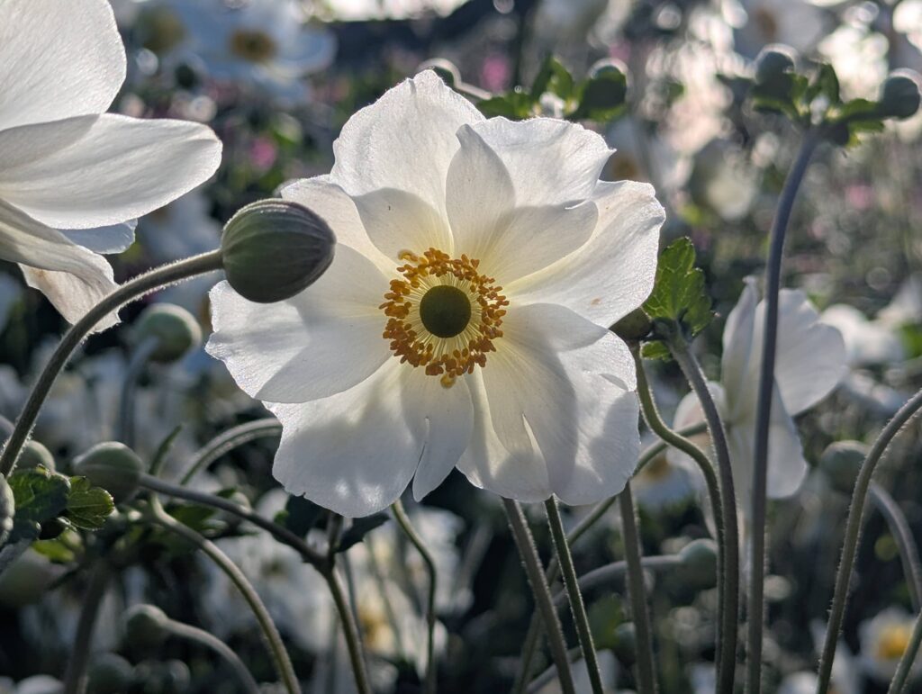 white Japanese Anemone flower white Japanese Anemone flower