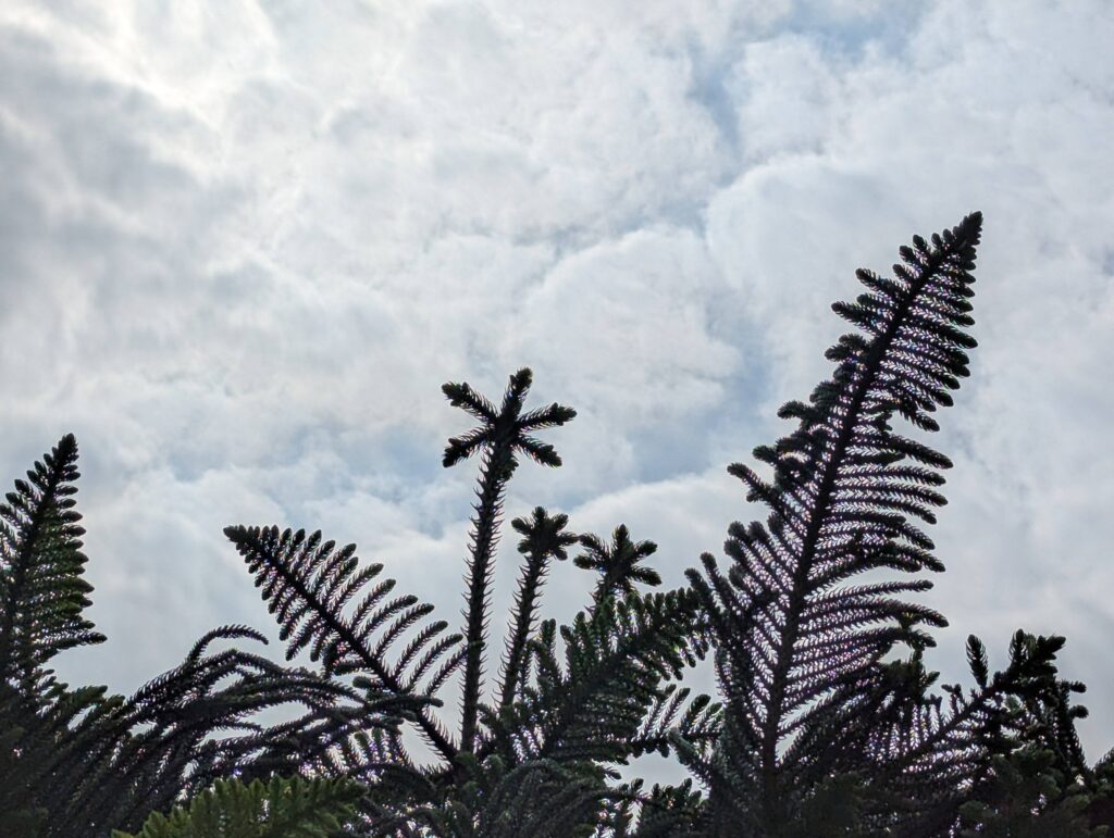 Tall Norfolk pine canopy tips looking like green fireworks 