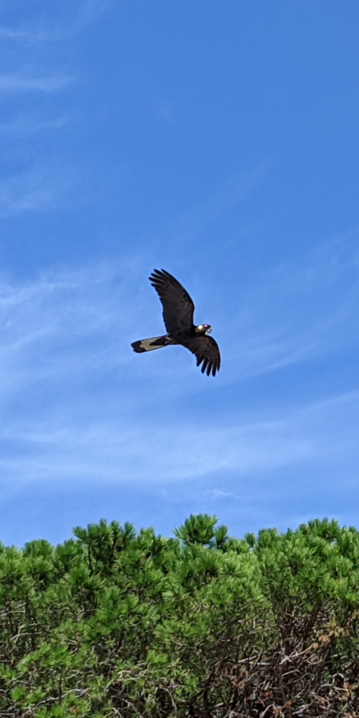 Yellow tailed black cockatoo flying above my head past tall pine tree canopies Yellow tailed black cockatoo flying above my head past tall pine tree canopies