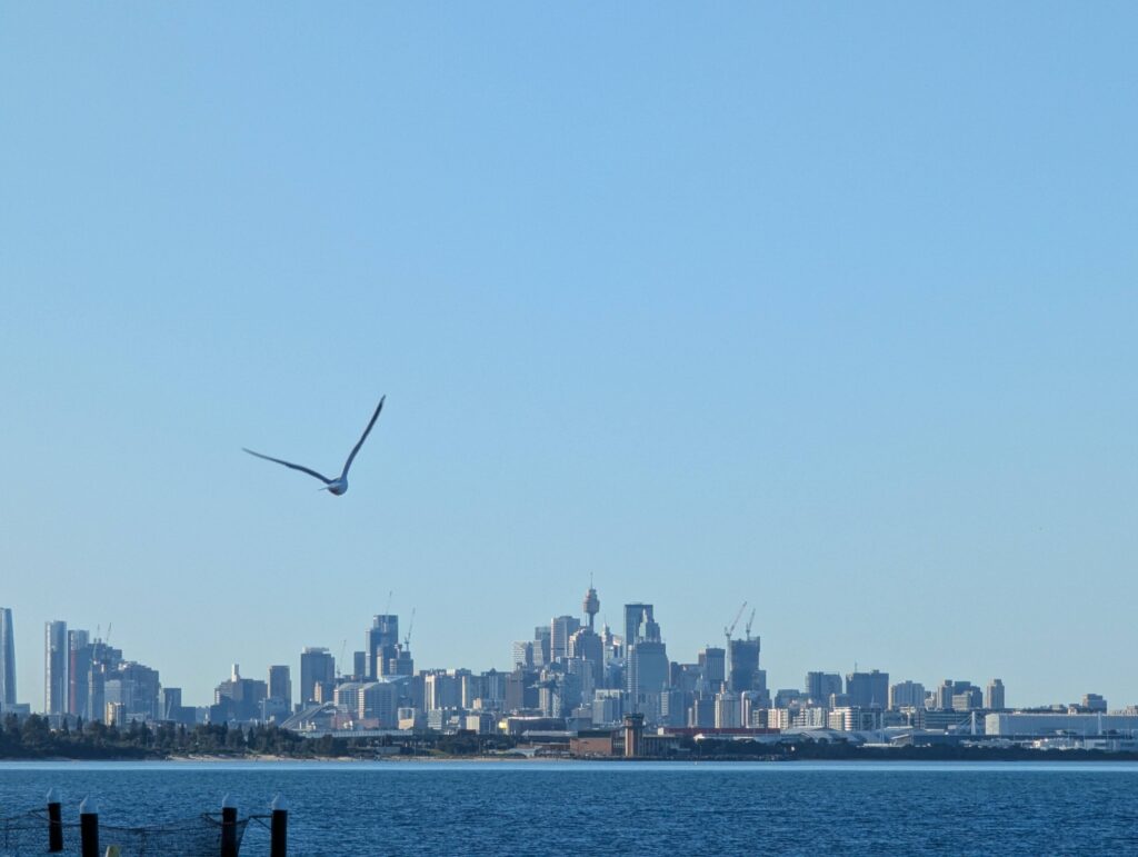 sydney metropolitan skyline with a seagull flying past